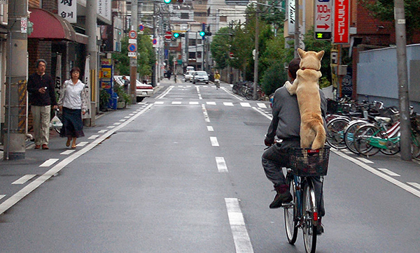 dog_bike-600x362
