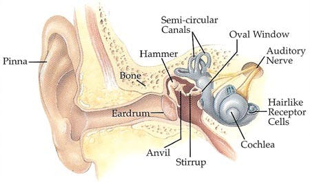 inside an ear